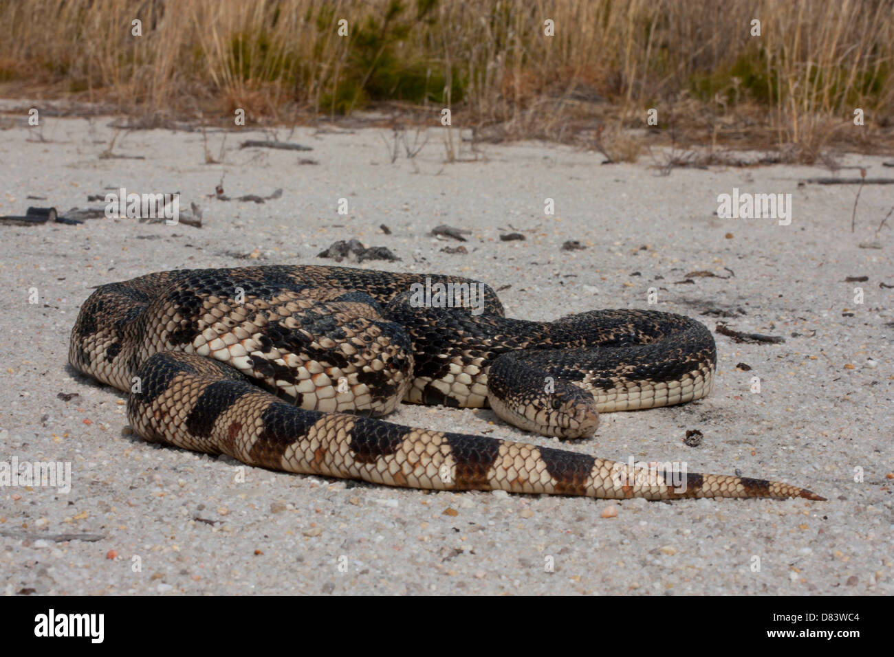 Eine sehr große, sehr alte Nord Kiefer Schlange - Pituophis melanoleucus Stockfoto