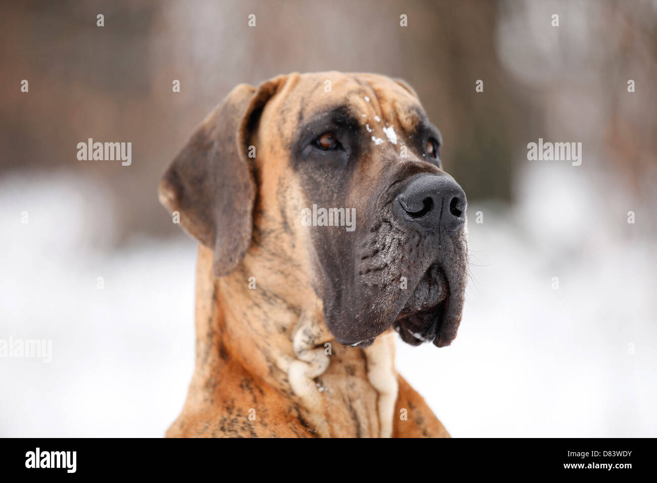 Deutsche Dogge-Portrait Stockfoto