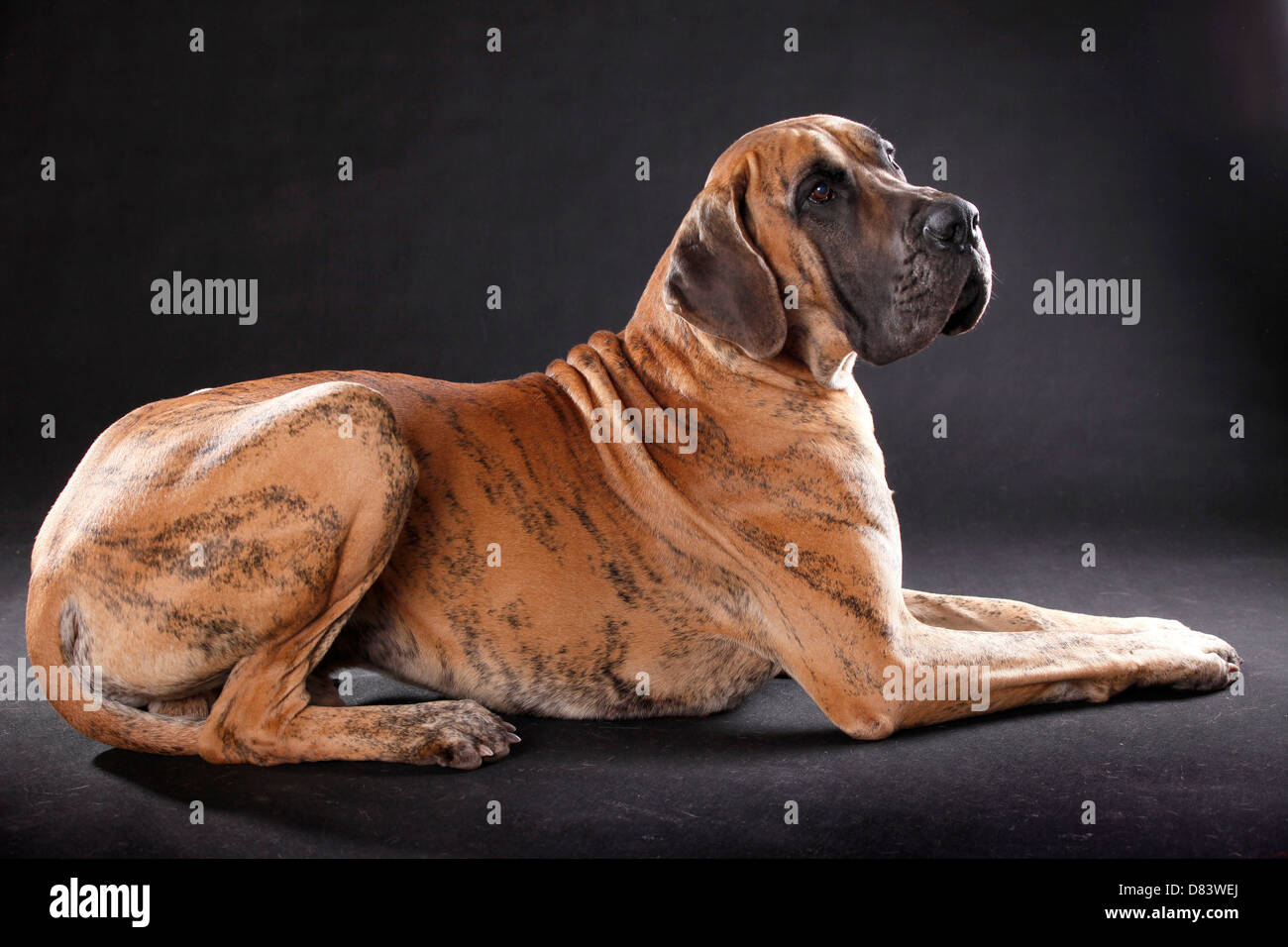 liegende Dogge Stockfoto