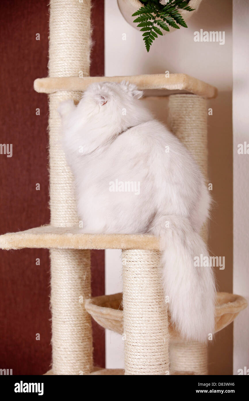 Chinchilla Perserkatze Stockfoto