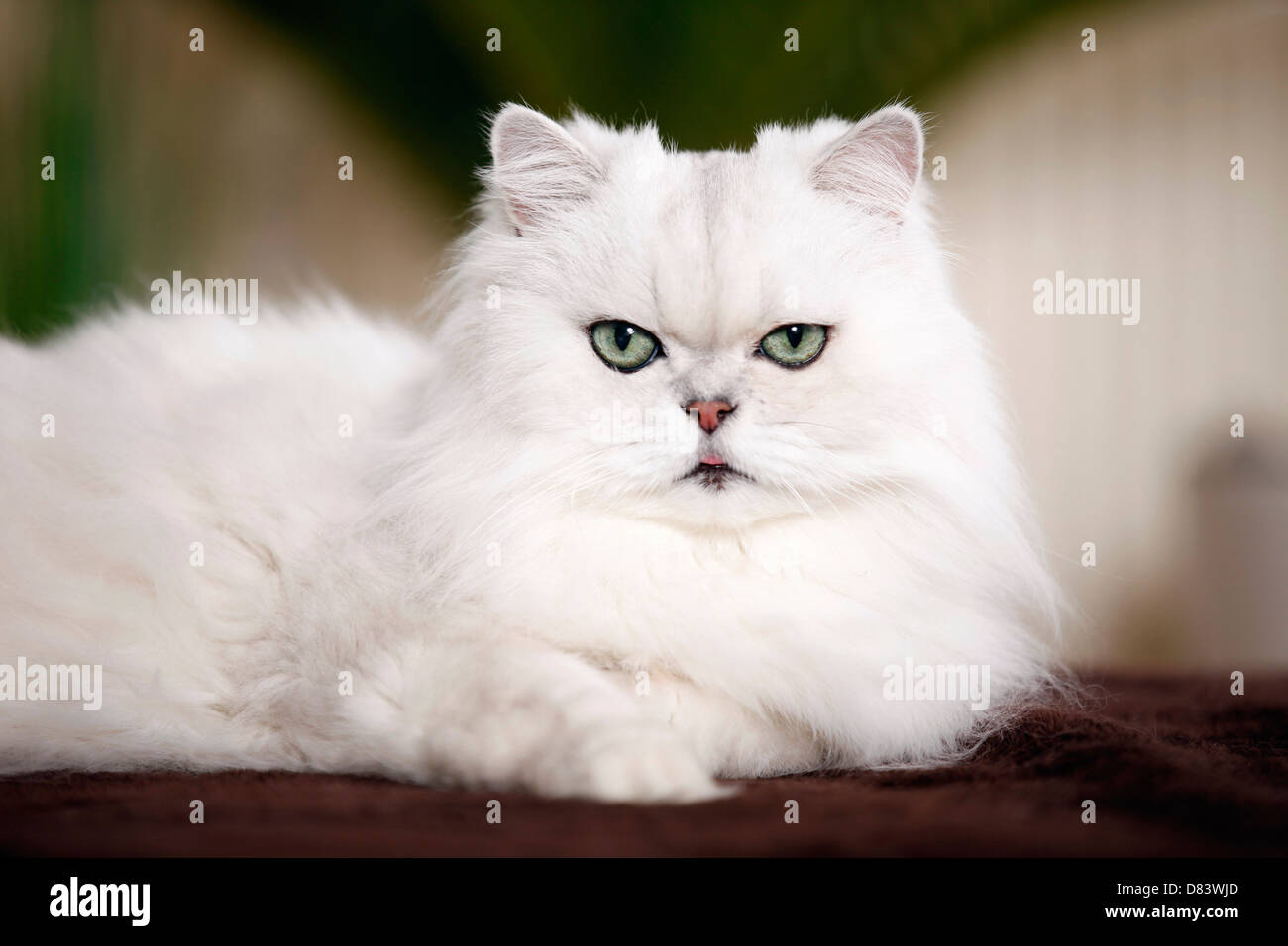 Chinchilla Perserkatze Stockfoto