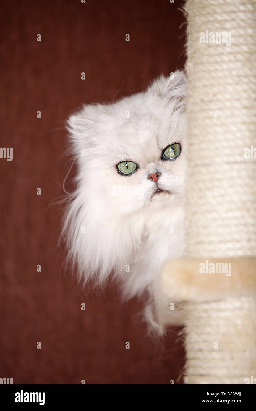 Chinchilla Perserkatze Stockfoto