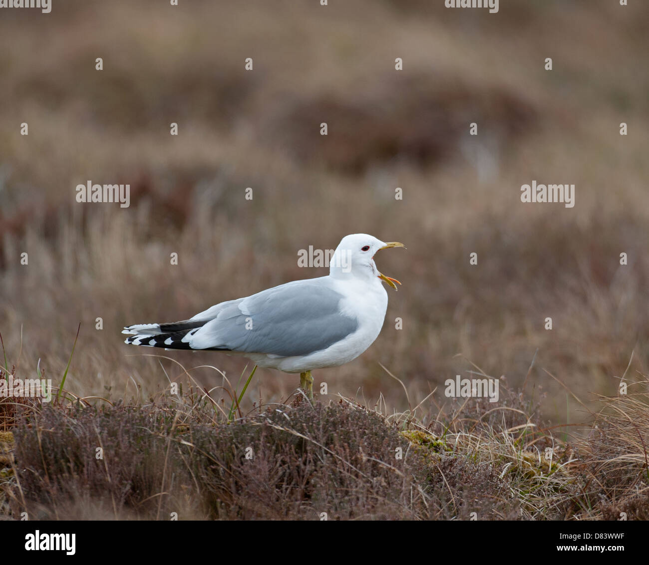 Gemeinsamen Gull Nesing auf einem schottischen Moor. SCO 9131. Stockfoto