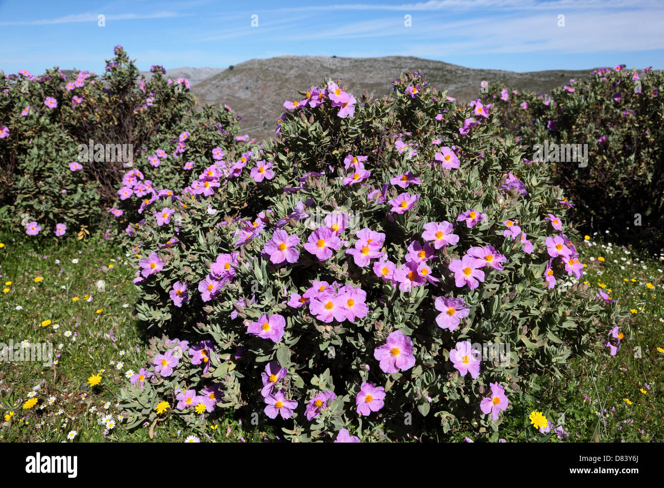 Schöne Blumen in den Bergen in der Nähe von Ronda, Spanien Stockfoto