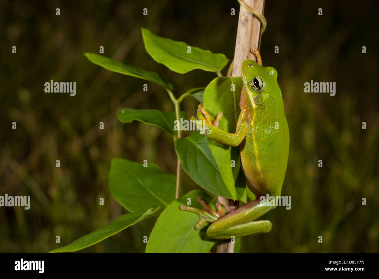 Grünen Laubfrosch klettern einen Stiel - Hyla cinerea Stockfoto