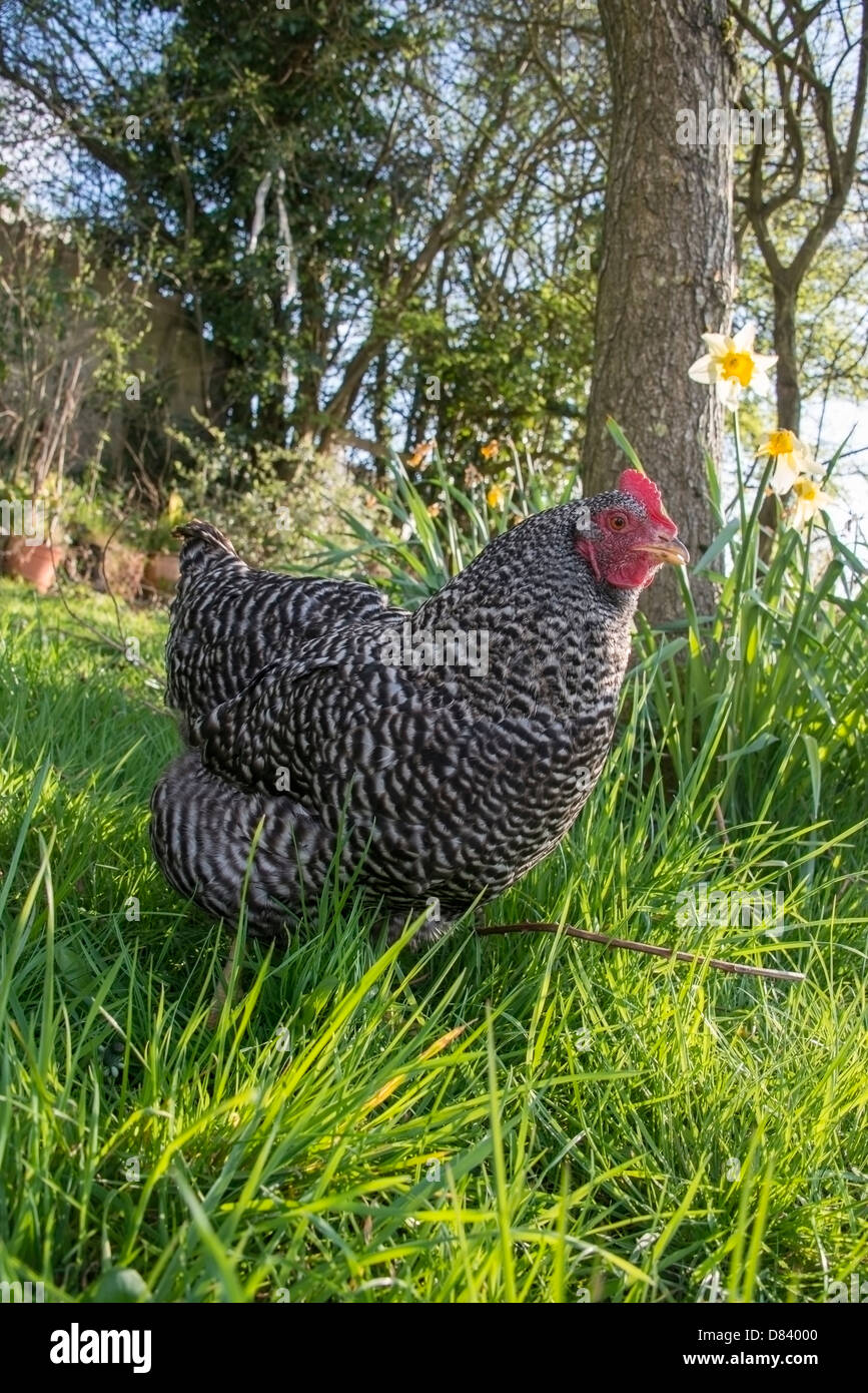 Ein aus Freilandhaltung Maran-Huhn zu Fuß durch den Rasen Stockfoto