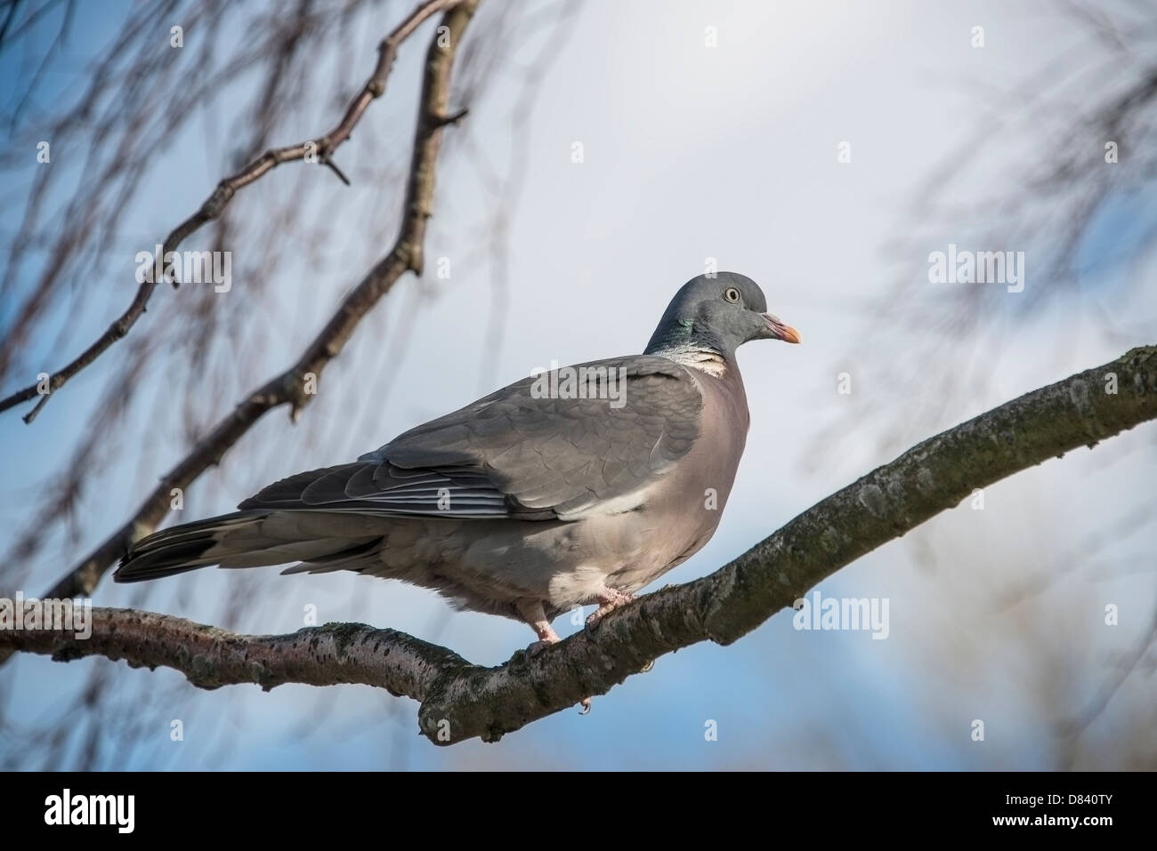 Eine wilde Taube thront in einem kahlen Baum Stockfoto