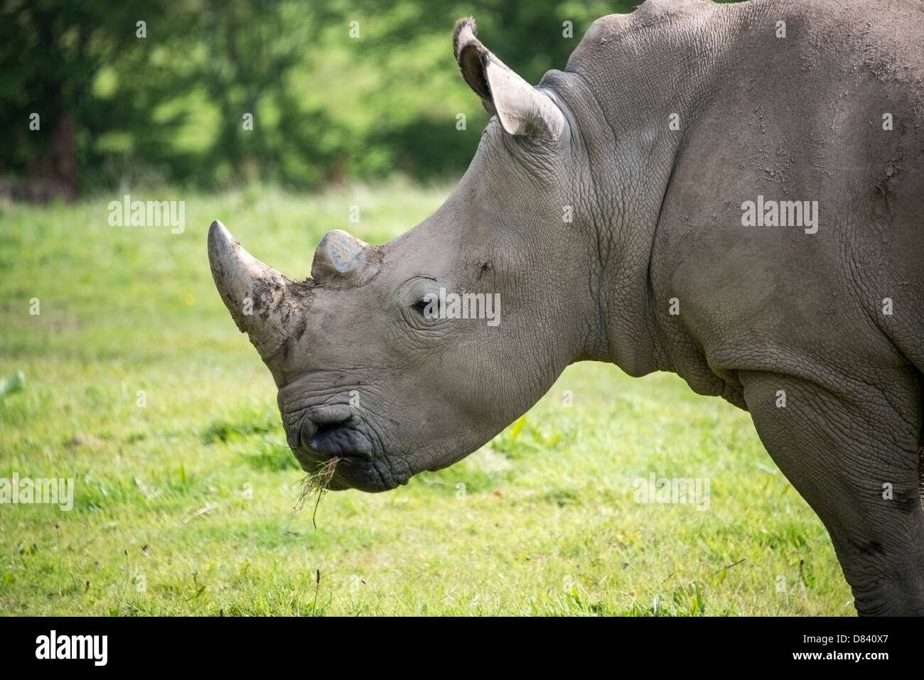 Ein Kopf und Hals Porträt eines Nashorns kauen Rasen Stockfoto