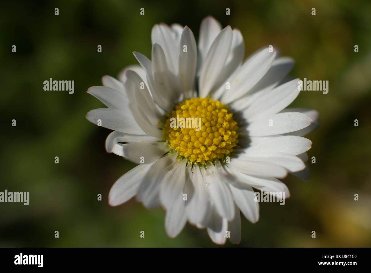 Soft Focus Gänseblümchen mit Blick auf die Sonne Stockfoto