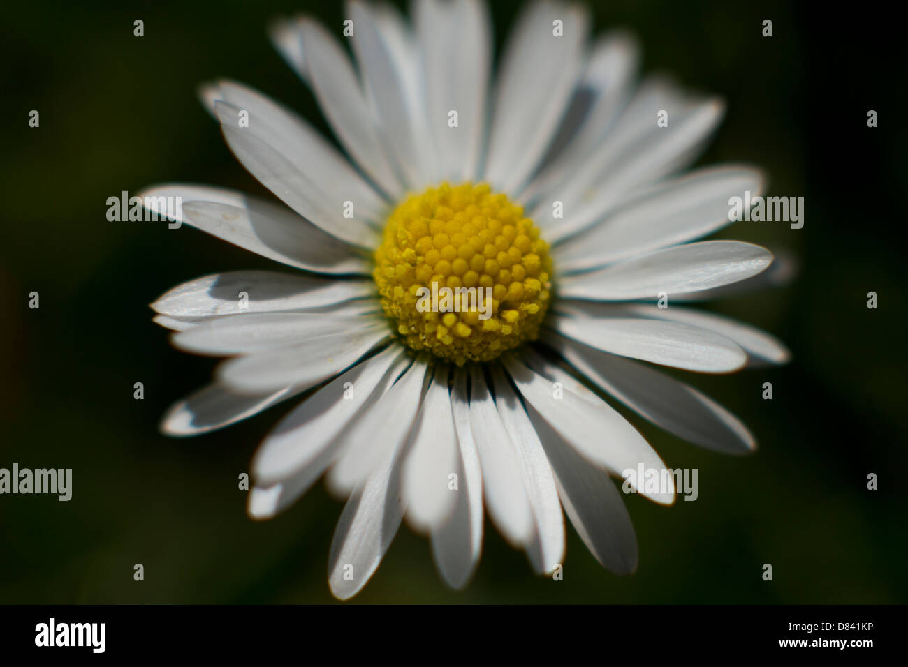 Soft Focus Gänseblümchen mit Blick auf die Sonne Stockfoto