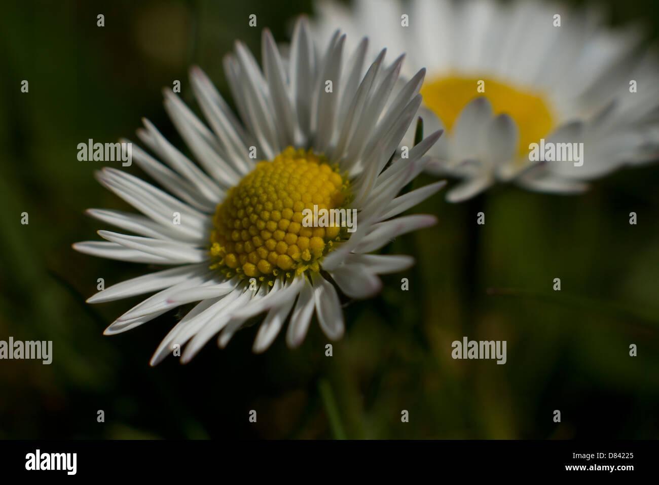 Soft Focus Gänseblümchen mit Blick auf die Sonne Stockfoto