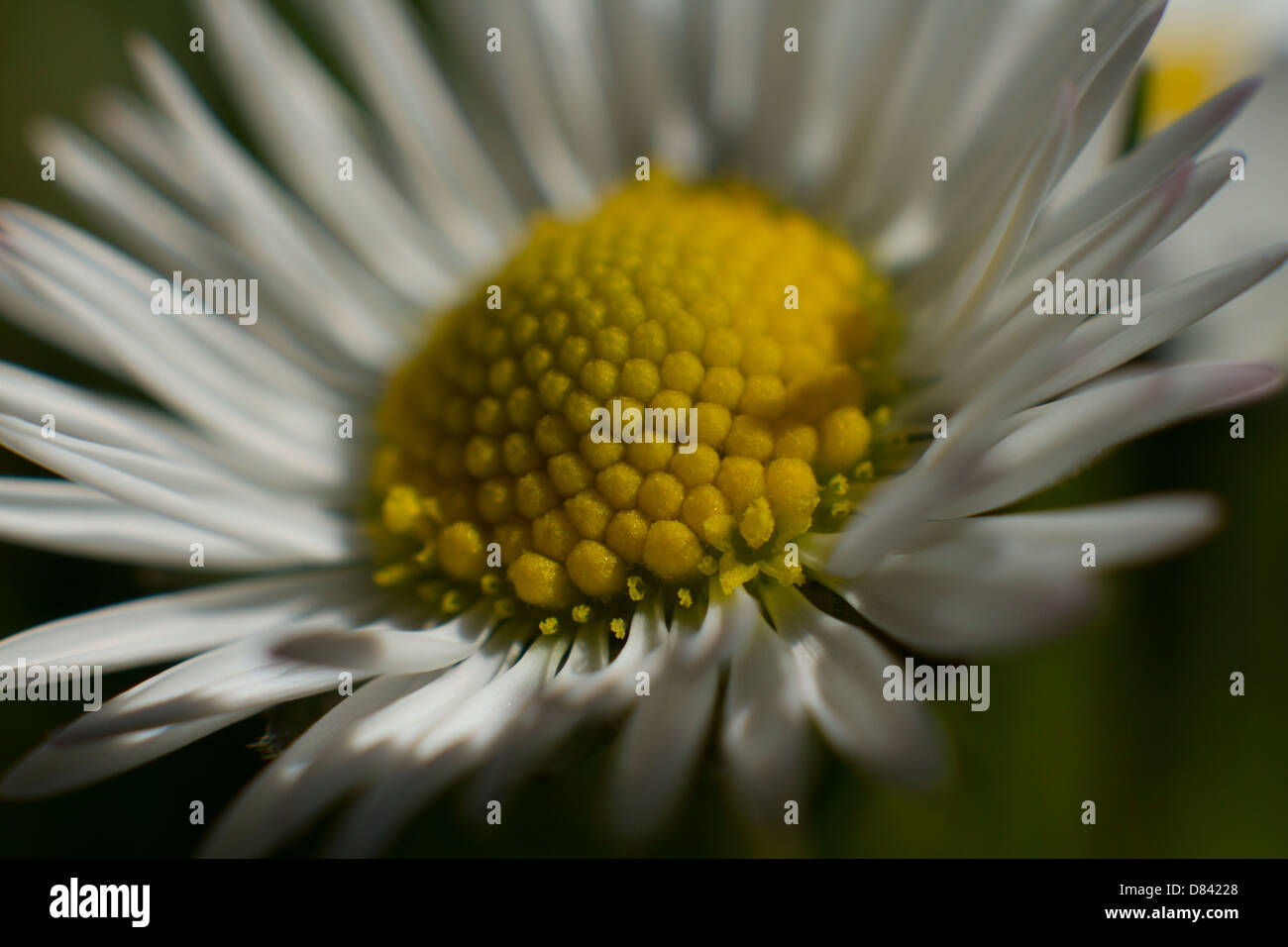 Soft Focus Gänseblümchen mit Blick auf die Sonne Stockfoto