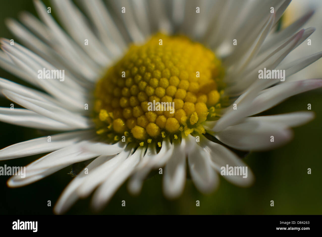 Soft Focus Gänseblümchen mit Blick auf die Sonne Stockfoto