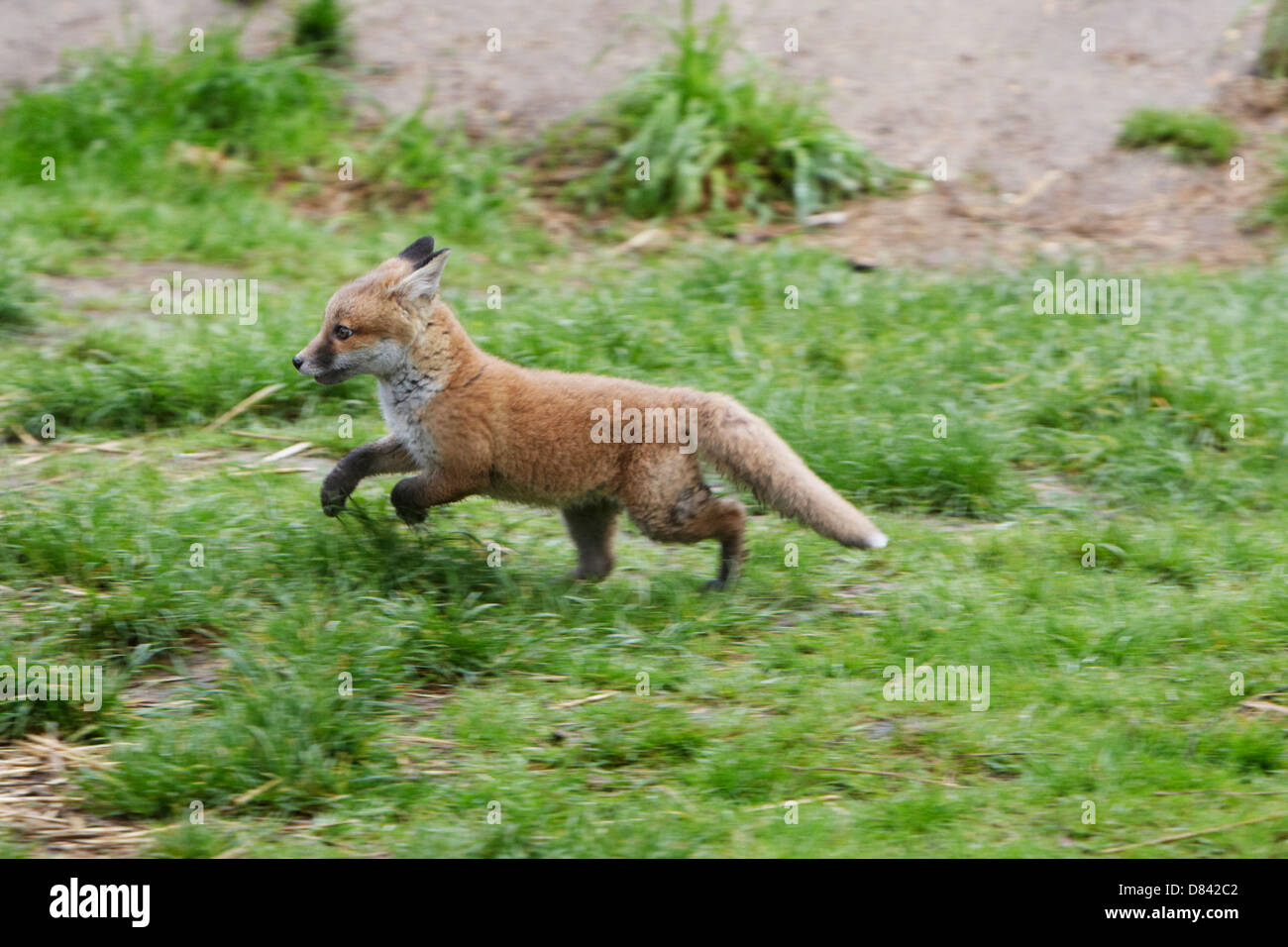 Red fox vulpes vulpes running Stockfotos und -bilder Kaufen - Alamy