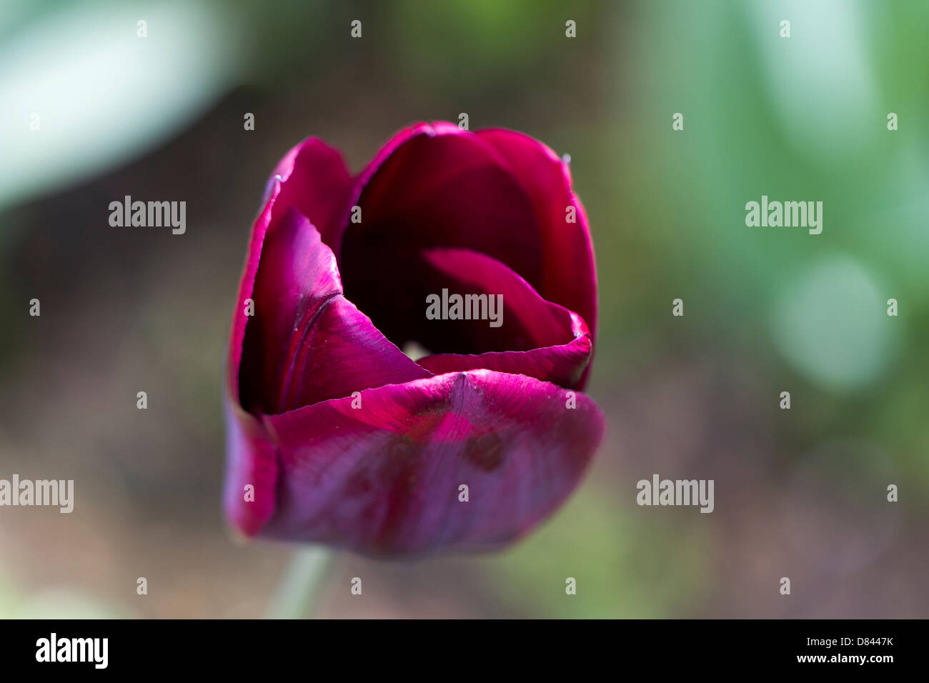 Violette Tulpen Stockfoto