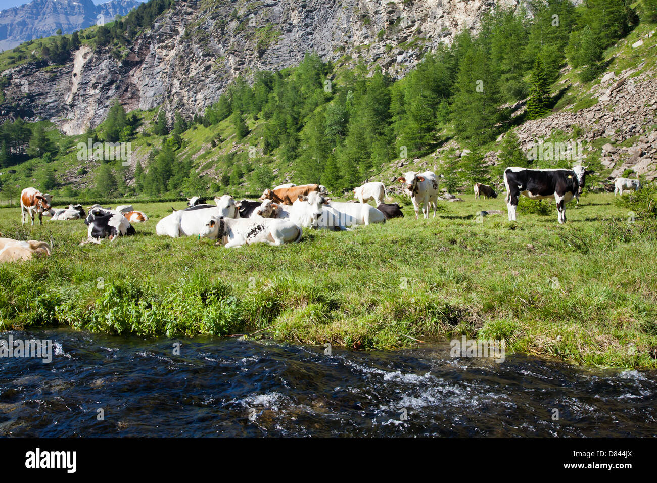Italienische Kühe an einem sonnigen Tag in der Nähe von Susa, Piemont, Italienische Alpen Stockfoto