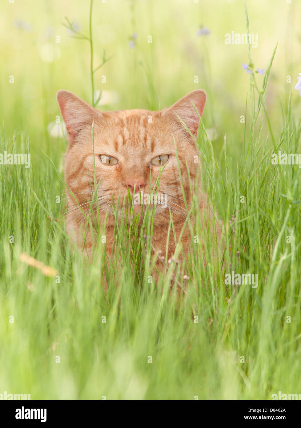 Ingwer Tabby Katze genießen ein schattigen Plätzchen in üppigen Frühjahr Rasen Stockfoto