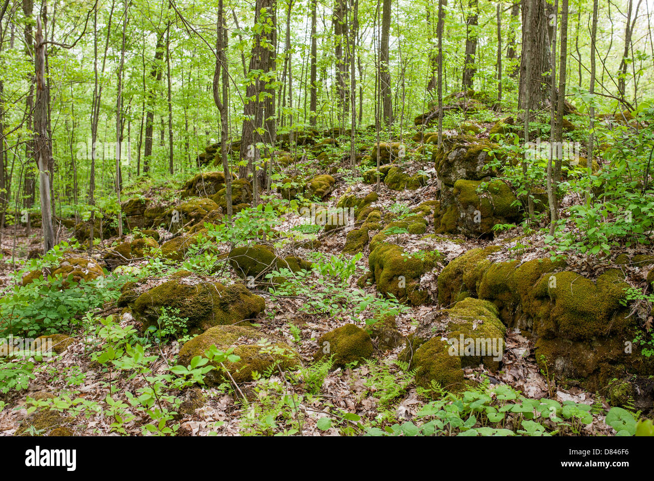 Das Hilton Falls Naturschutzgebiet in Halton Hills, Ontario, Kanada. Stockfoto