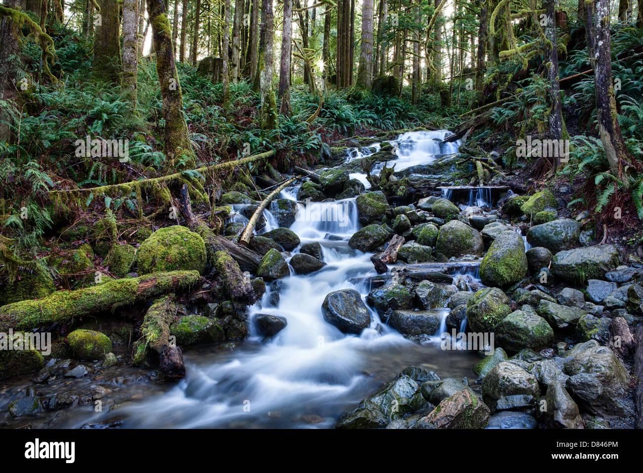 Ein Bach und Wasserfall in Wallace Falls State Park in Washington.  Wunderschöne Natur Schuss von einem kleinen Wasserfall im Wald. Stockfoto