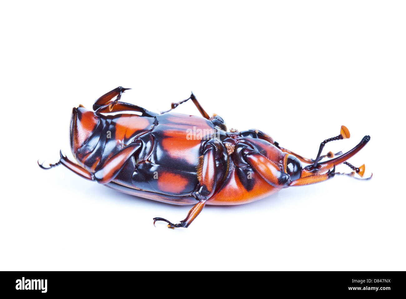 Der Palmrüssler Stockfoto