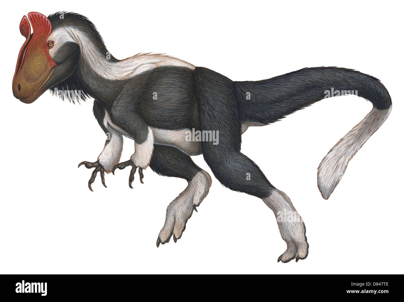 Cryolophosaurus, einem großen Theropoden, die während der frühen Jura-Zeit lebte. Acryl-Malerei. Stockfoto
