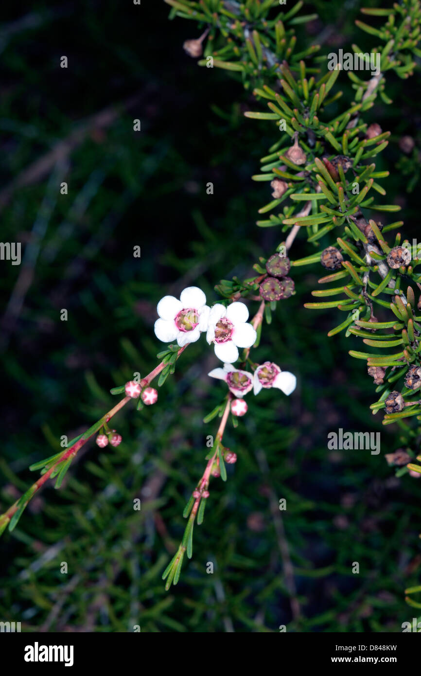 Nahaufnahme des Tee-Baum/Teebaum - Leptospermum-Blumen zu zeigen Details der Blume Morphologie - Familie Myrtaceae Stockfoto