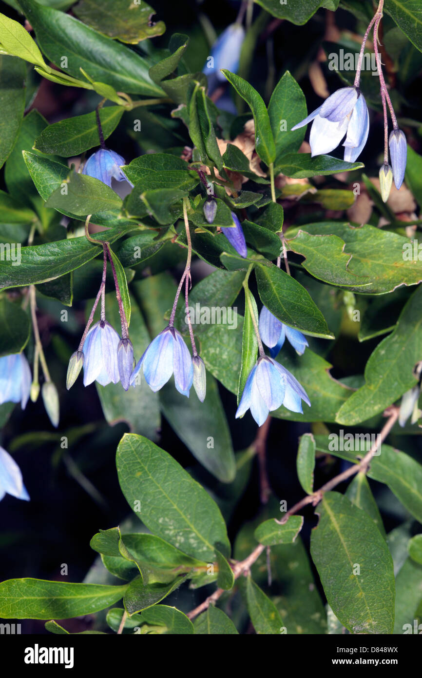 Bluebell Creeper - Billardiera Heterophylla früher Sollya Heterophylla-Familie Pittosporaceae Stockfoto