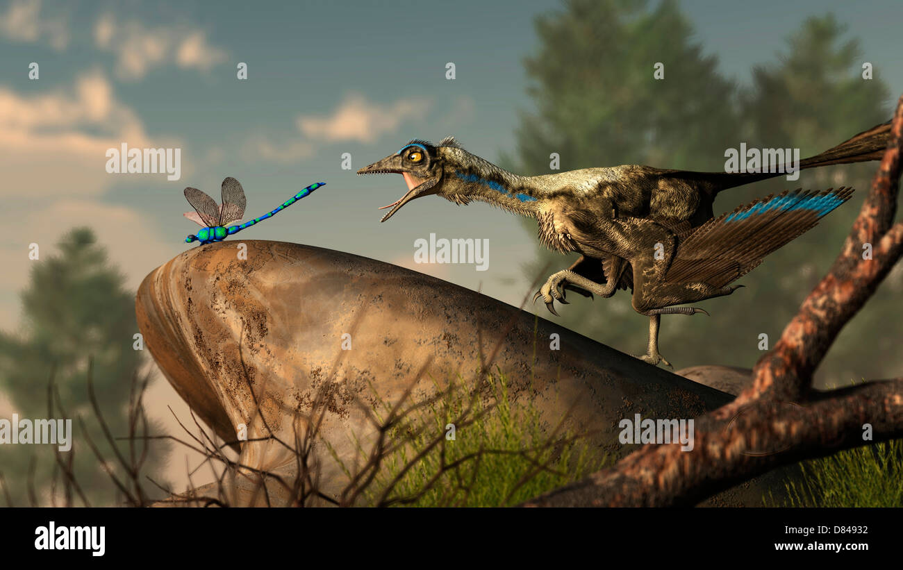 Ein Archaeopteryx Stiele eine Libelle auf einem Felsen. Stockfoto