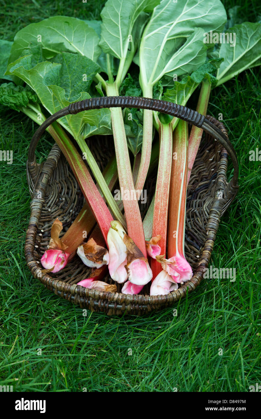 Rheum Rhabarbarum. Geerntete Rhabarber in einem Weidenkorb Stockfoto