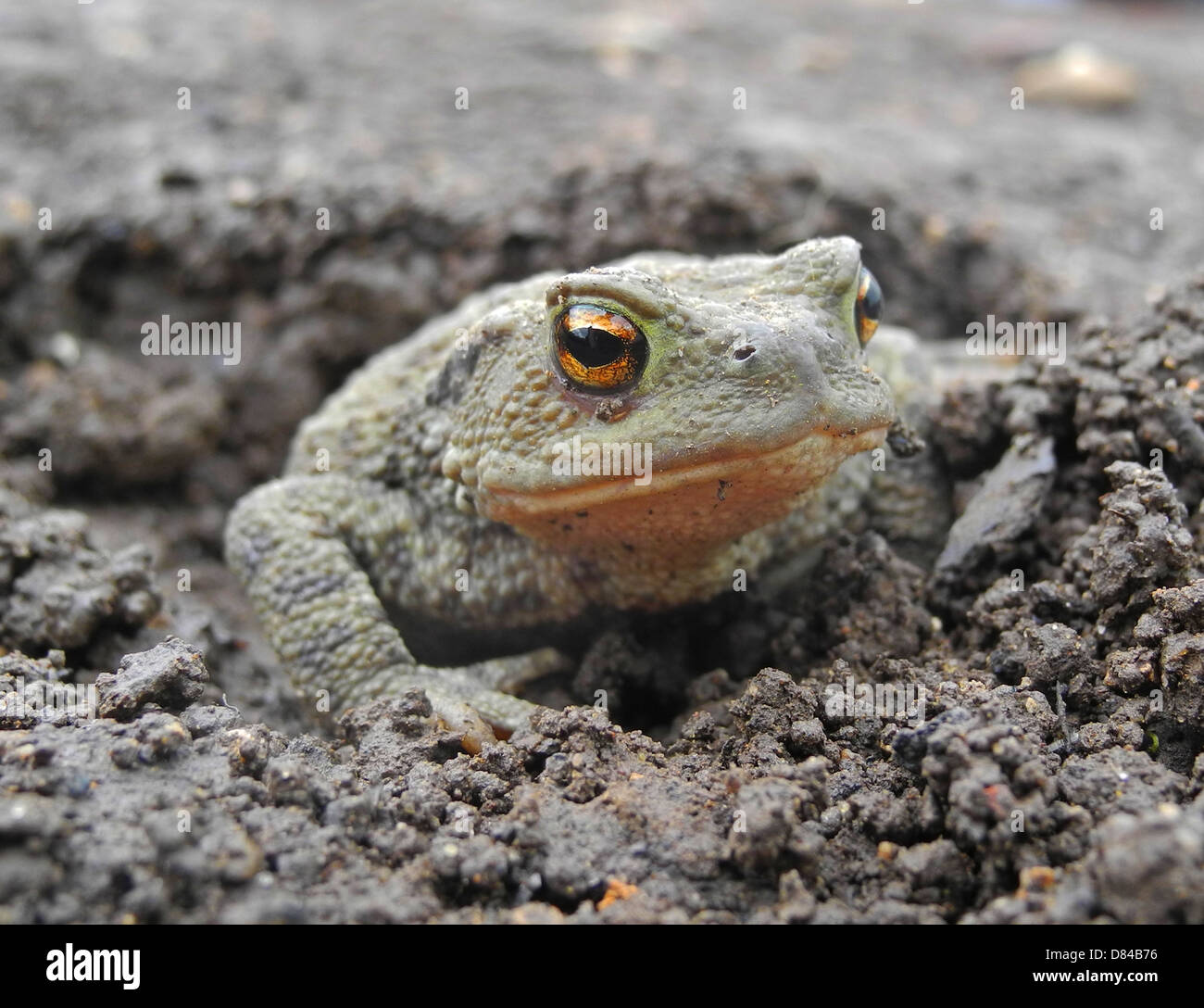 Kröte gemeinsame Kröte Bufo Bufo eines Gärtners s echte Freunde isst Schnecken Insekten Larven etc. Hibernates von Oktober bis Februar bedroht durch Einsatz von Chemikalien im Garten und jetzt weniger häufig gesehen Stockfoto