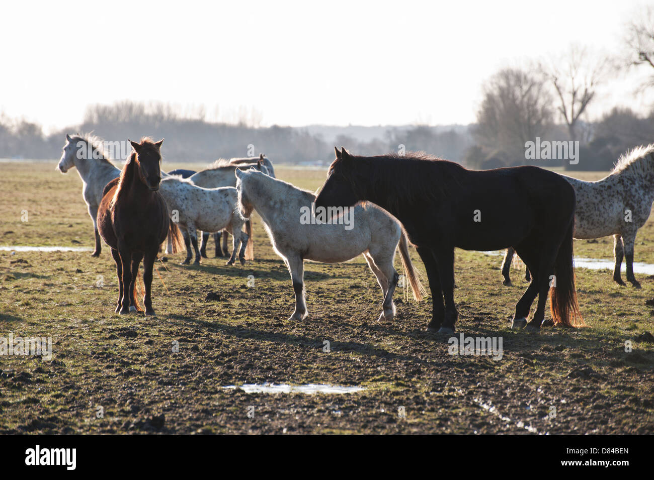 Pferde und Ponys auf Wolvercote gemeinsamen im Winter-Licht. Stockfoto