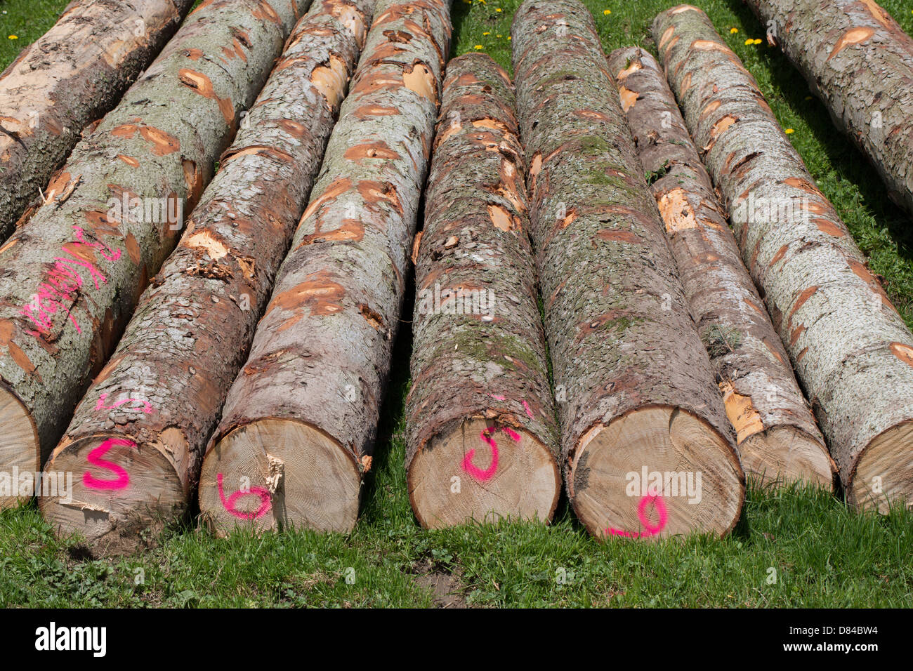 Gefällter Stämme transportbereit, genommen in Baselland, Schweiz Stockfoto