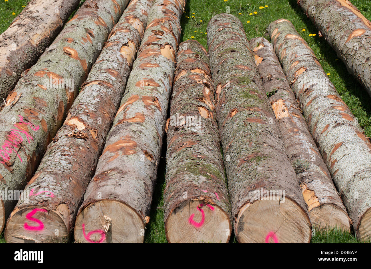 Gefällter Stämme transportbereit, genommen in Baselland, Schweiz Stockfoto