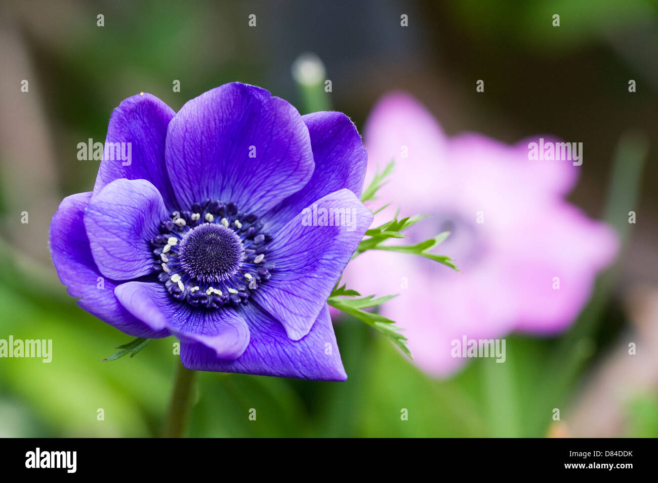 Anemone Coronaria im Garten. Stockfoto