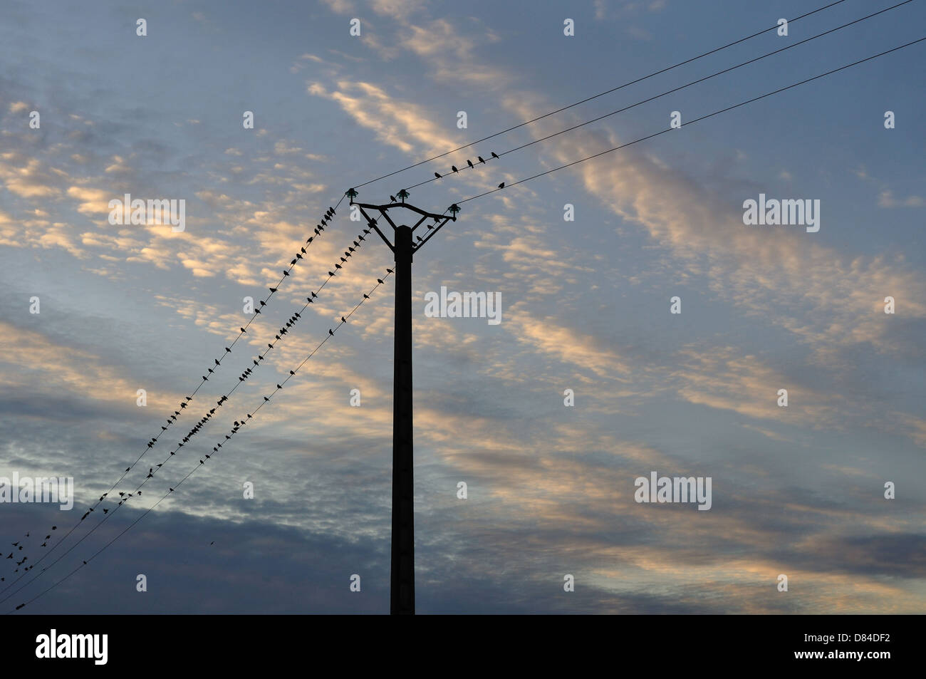 Stare auf Telefonleitungen am Abend Stockfoto