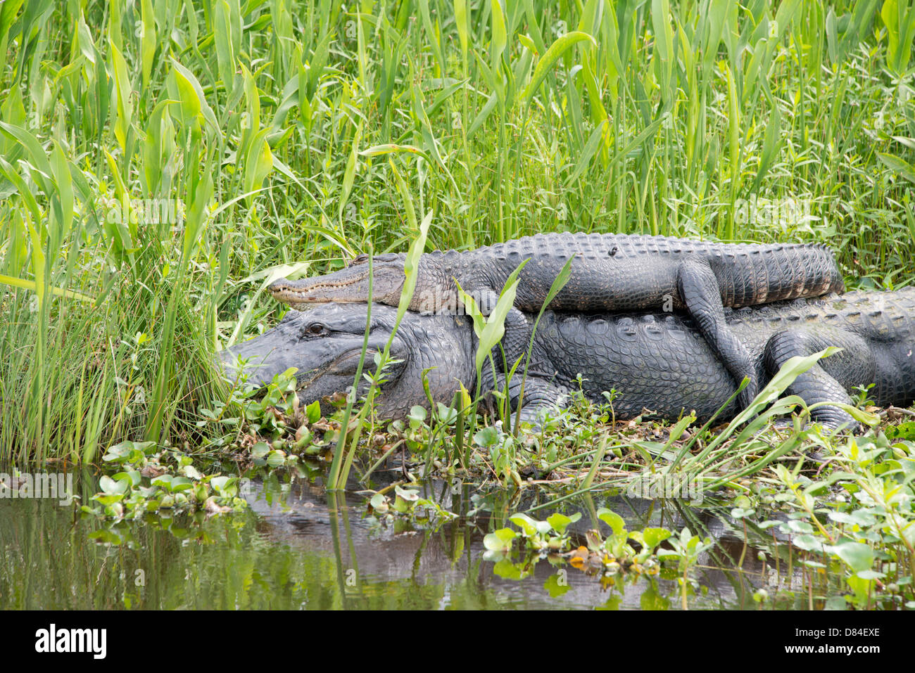 Louisiana, New Orleans, Lafitte. Jean Lafitte nationaler historischer Park - Barataria Preserve. Amerikanischer Alligator. Stockfoto