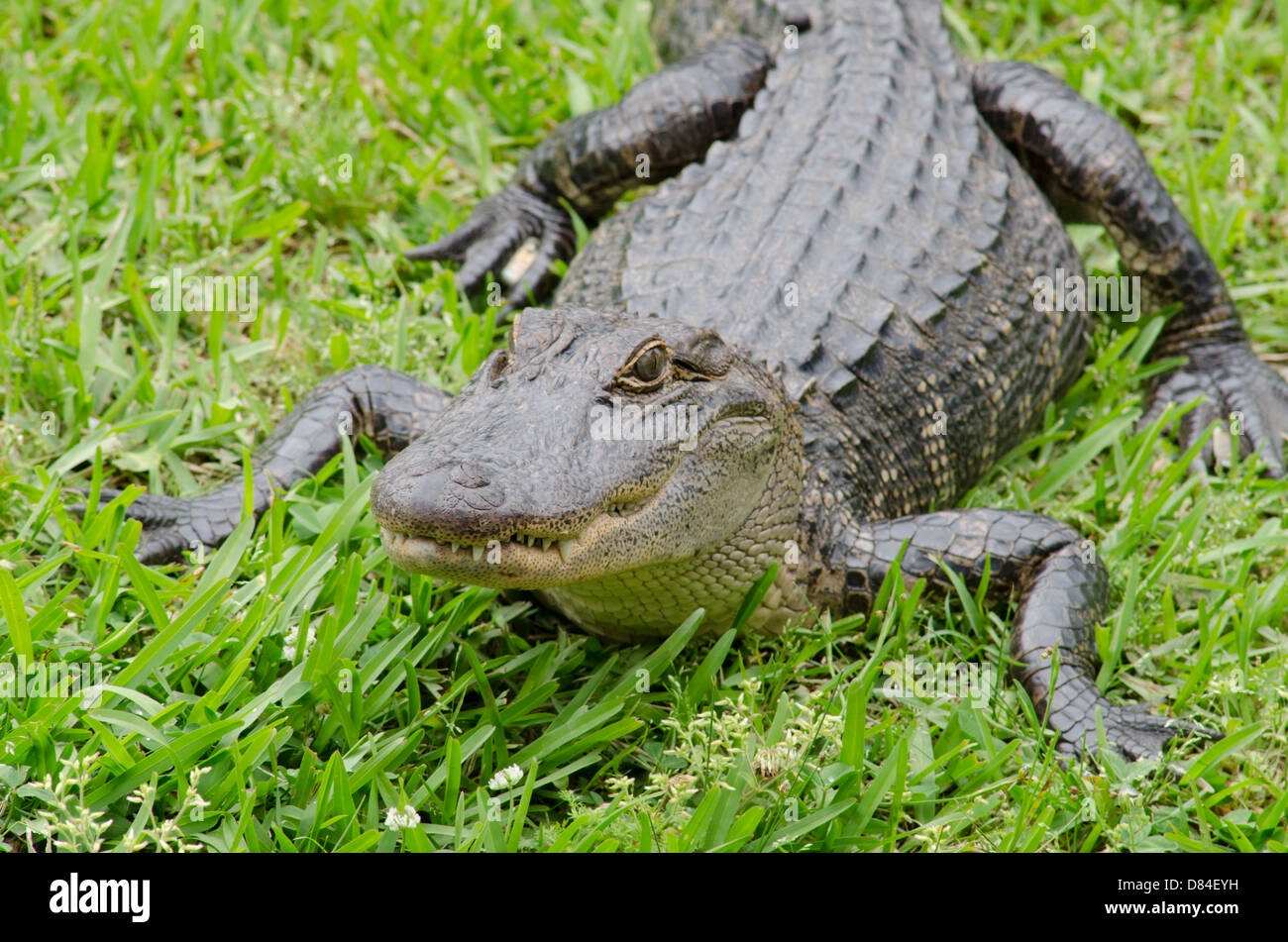 Louisiana, New Orleans, Lafitte. Jean Lafitte nationaler historischer Park - Barataria Preserve. Amerikanischer Alligator. Stockfoto