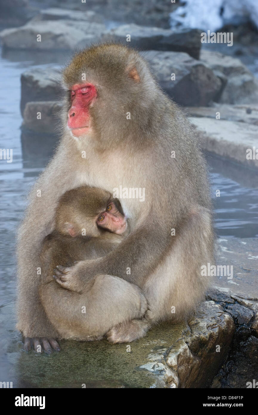 Japanischen Makaken Mutter mit jungen in ihren Armen. Stockfoto