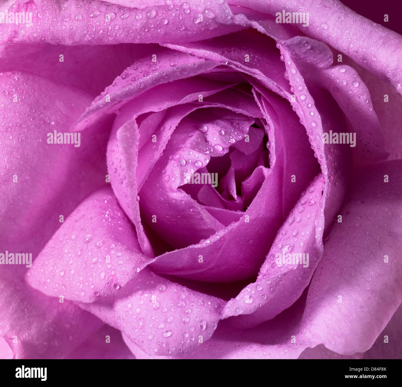 Detail einer nassen rosa rose Blume Stockfoto