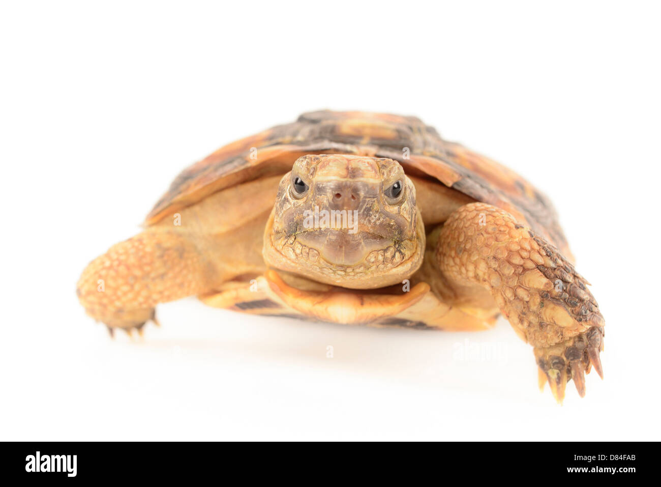 Pfannkuchen-Schildkröte isoliert auf weißem Hintergrund. Stockfoto