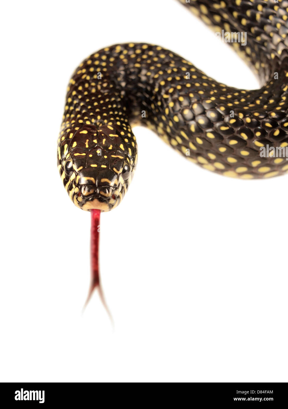 Gesprenkelte Kingsnake isoliert auf weißem Hintergrund. Stockfoto