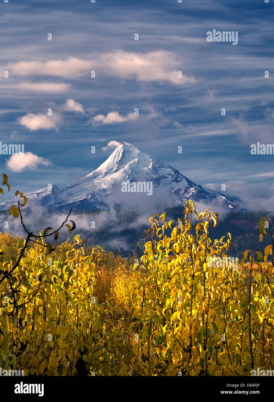 Birnengarten in Herbstfarben und Mt. Hood. Hood River Valley, Oregon Stockfoto