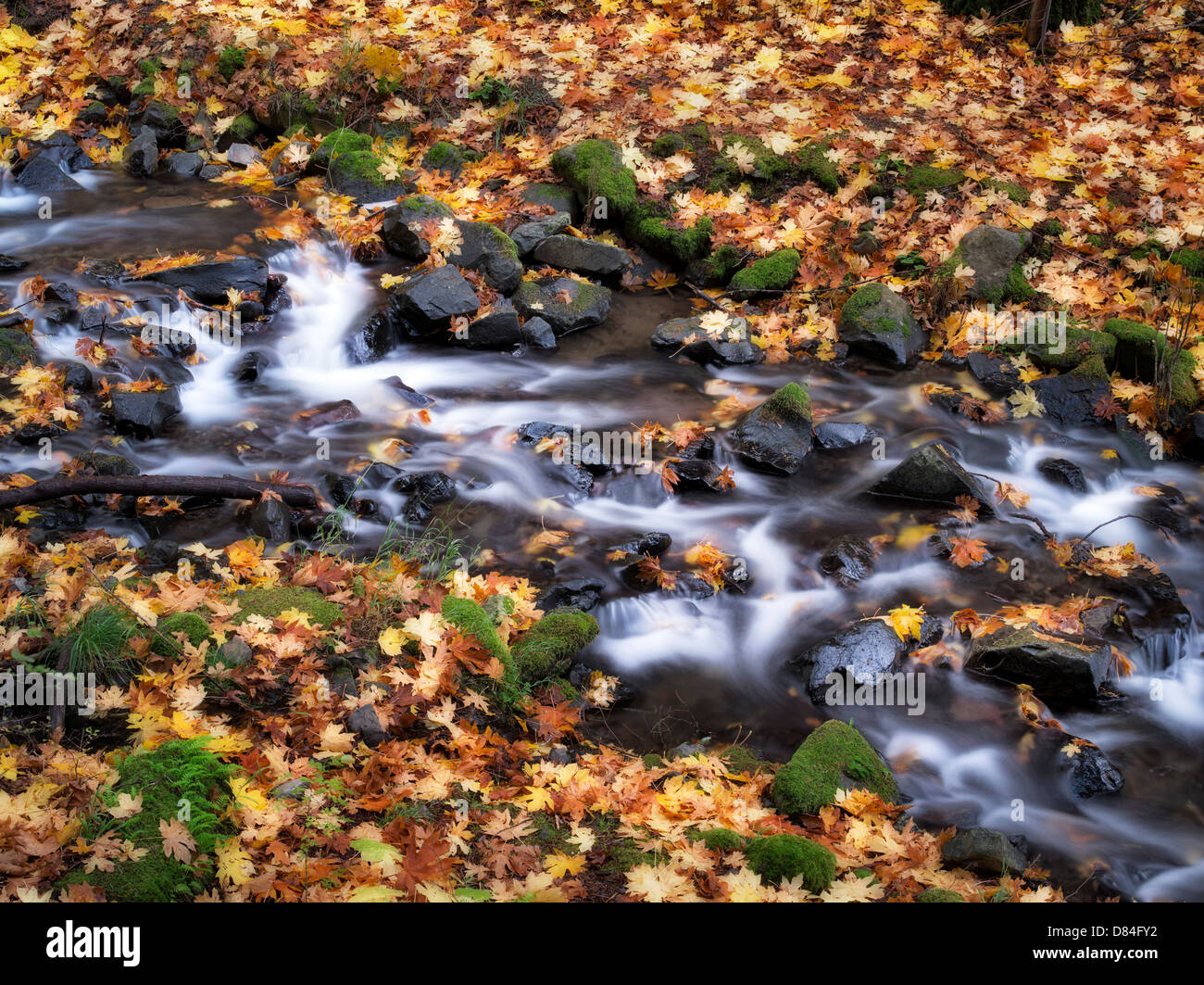 Hunger-Creek und Herbst farbige Blätter Big Leaf Maple. Columbia River Gorge National Scenic Bereich, Oregon Stockfoto