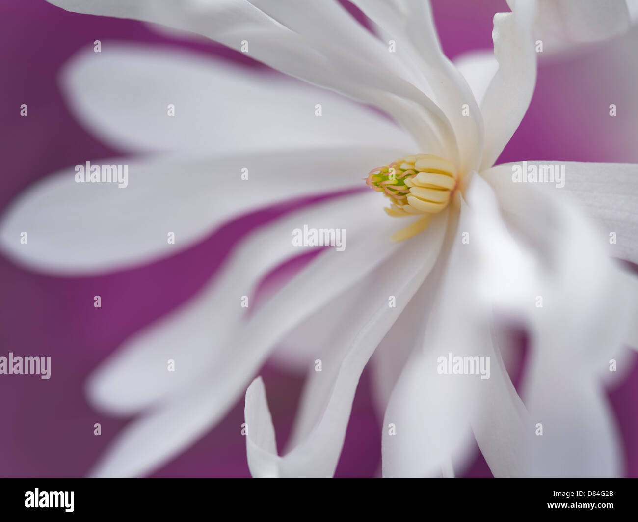 Nahaufnahme der Royal Star-Magnolie (Magnolia Stellata). Oregon Stockfoto