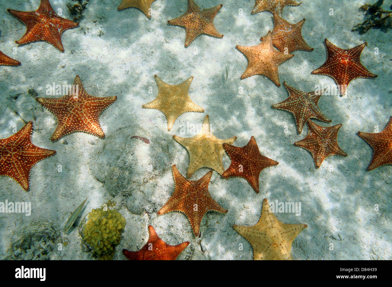 Viele Kissen Seestern Unterwasser auf sandigen Meeresboden, Atlantic, Bahamas Stockfoto