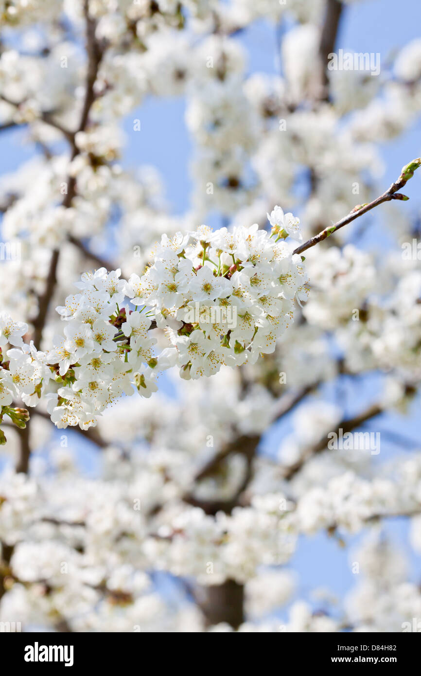 schöne weiße Blüte im Frühling Ostern Outdoor-Apfelbaum Stockfoto