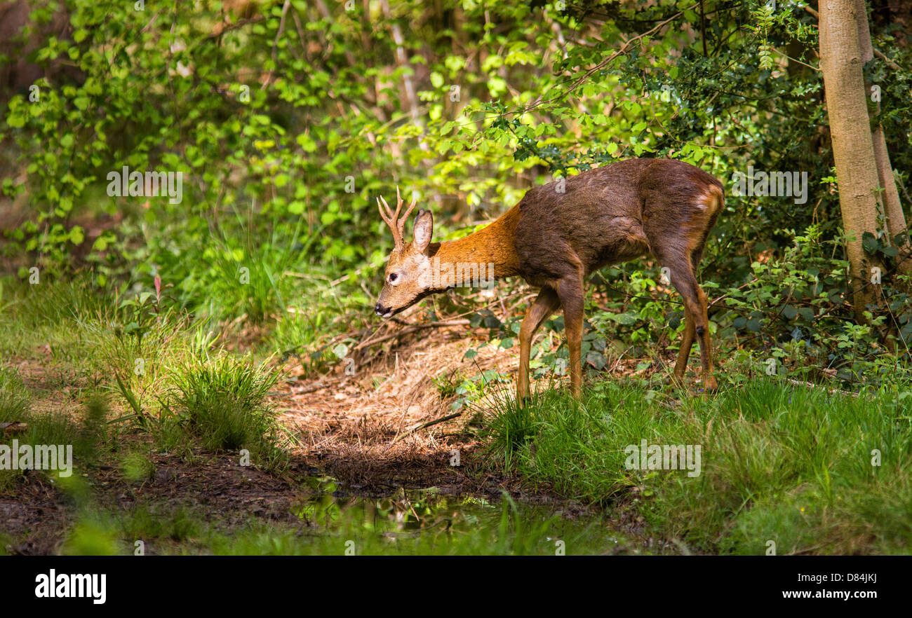 Young buck Rehe Capreolus Capreolus Eingabe einen Patch des Sonnenlichts in Leigh Woods Bristol Stockfoto