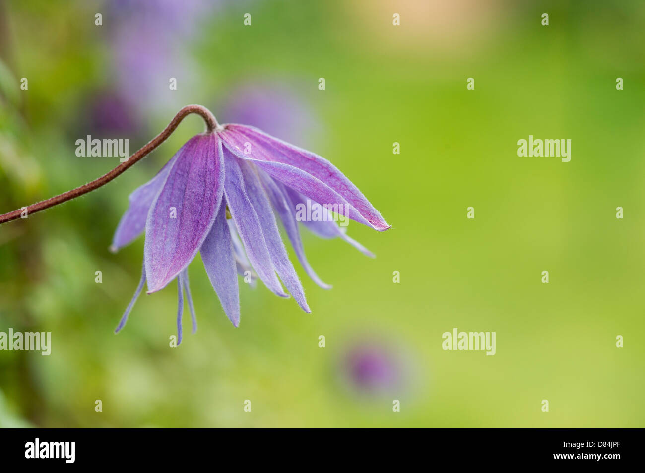 Clematis Macropetala 'Lagune' Blume. Clematis Alpina Blue Lagoon Stockfoto