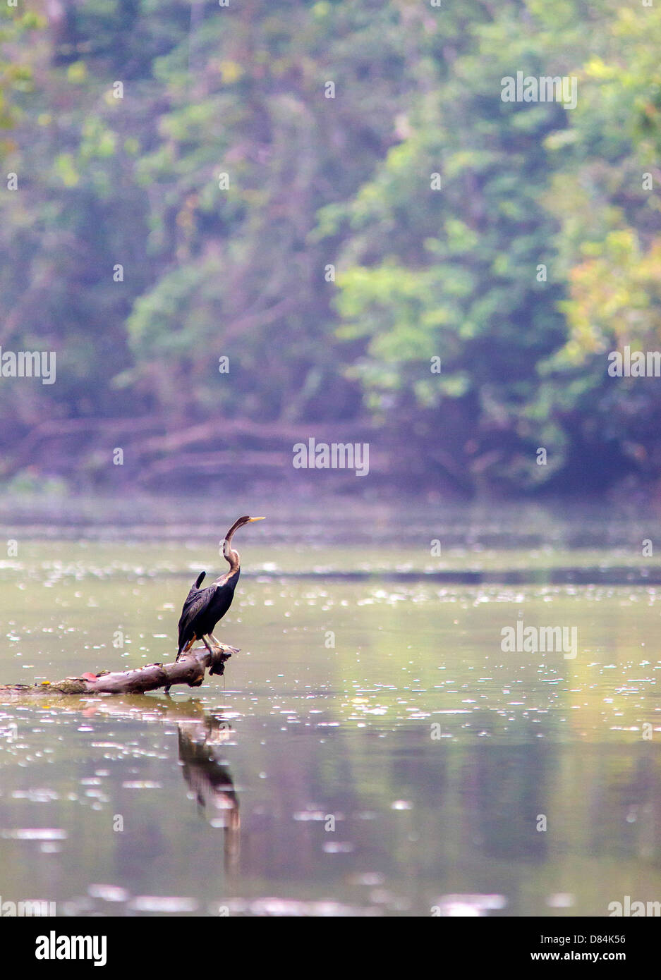 Darter (Anhinga Melanogaster) Angeln in einem Bach aus dem Kinabatangan Fluss in Sabah Borneo Stockfoto