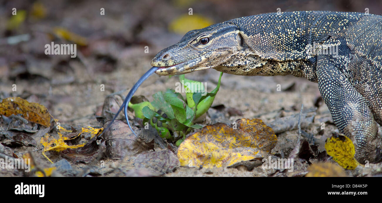 Malaiische Monitor Lizard Varanus Salvator oder Wasser-Monitor riecht"" den Boden mit ihrer gespaltenen Zunge Kinabatangan Fluss Borneo Stockfoto